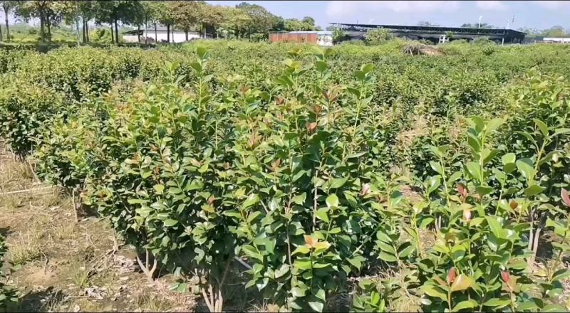 【清货处理】茶花浙江大红树型靓花型靓