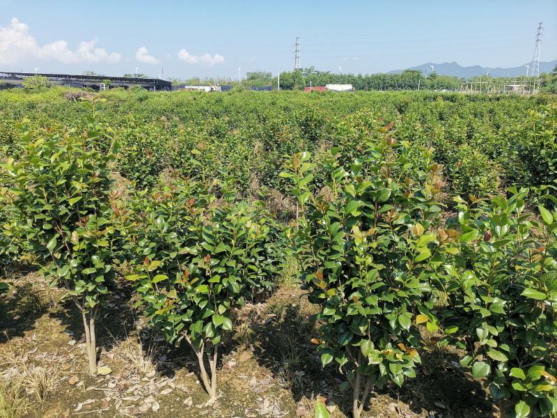 【清货处理】茶花浙江大红树型靓花型靓