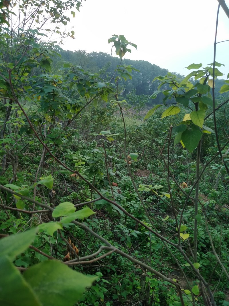 散养绿壳土鸡蛋
