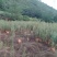 散养绿壳土鸡蛋