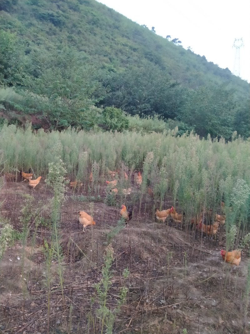 散养绿壳土鸡蛋