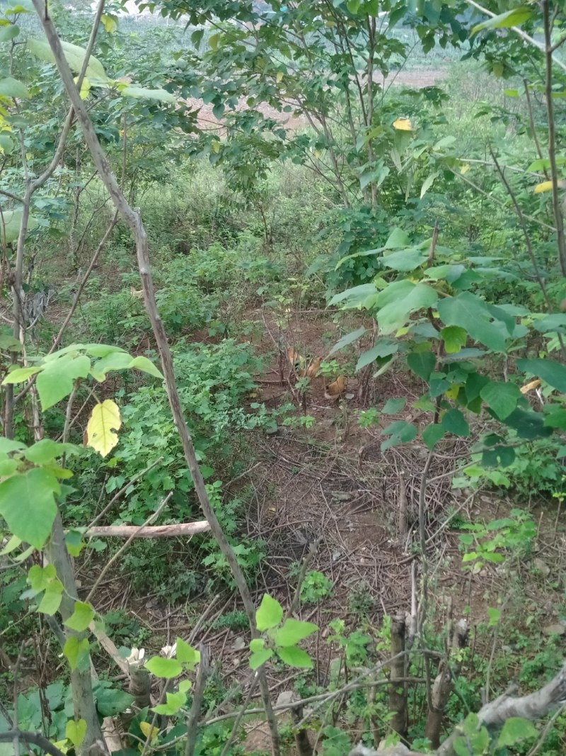 散养绿壳土鸡蛋