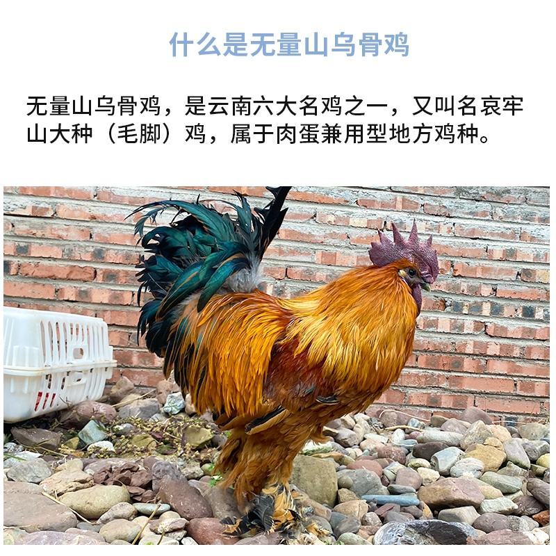 纯种武量山乌骨鸡苗包防疫包运输包成活率货到满意后付款