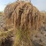 2025新米稻大米纯正稻花香大米基地直供五常大米东北大米