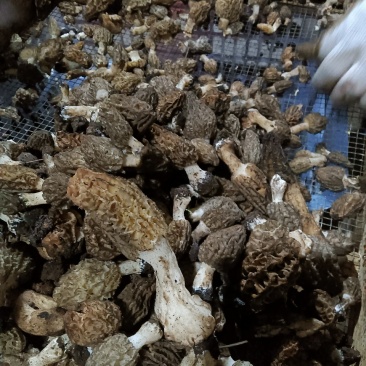 野生羊肚菌