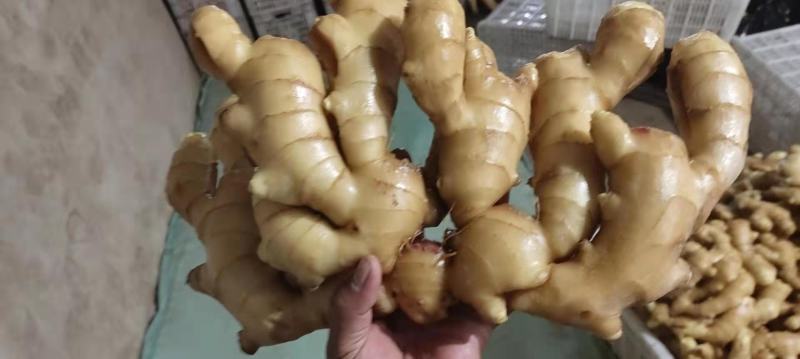 精品生姜大量供应保质保量【电商市场团购】全国发货坏烂包赔