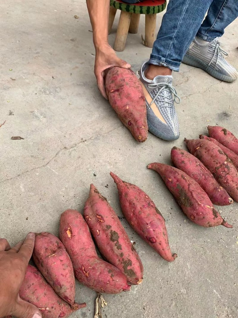 西瓜红红薯