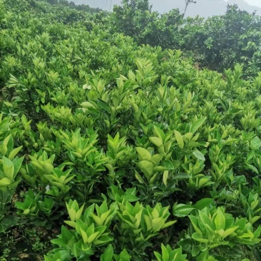 重庆纽荷尔圆红苗出售，量大优惠