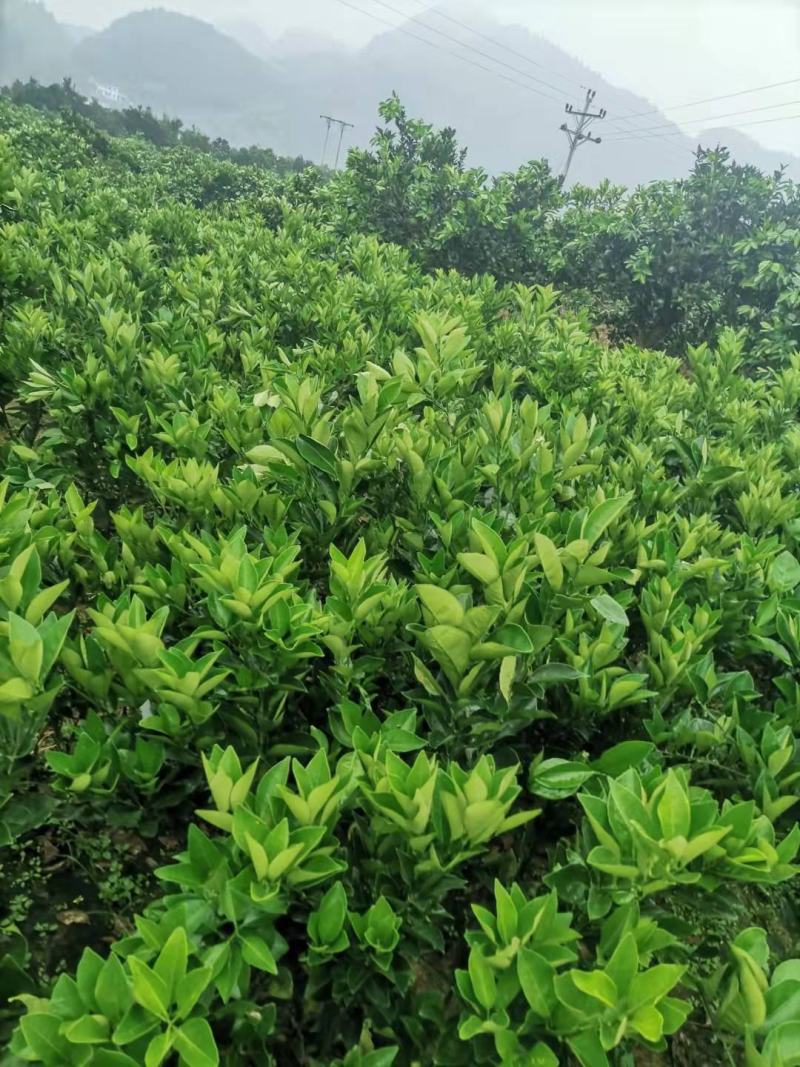 重庆纽荷尔圆红苗出售，量大优惠
