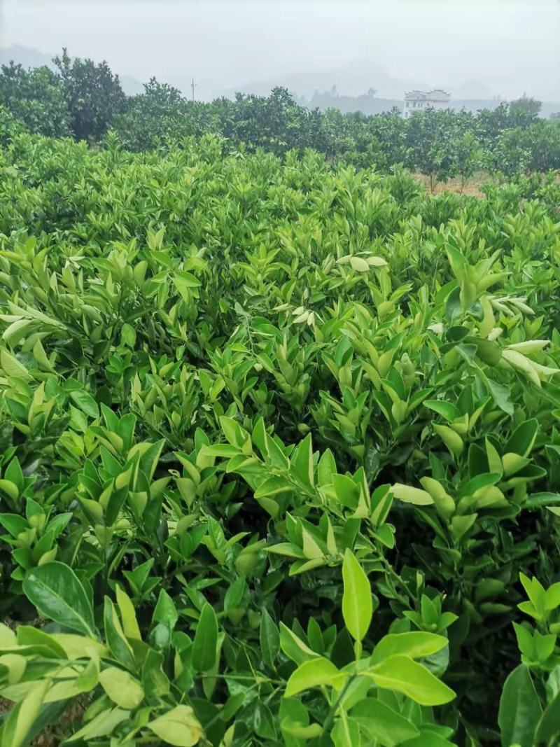 重庆纽荷尔圆红苗出售，量大优惠