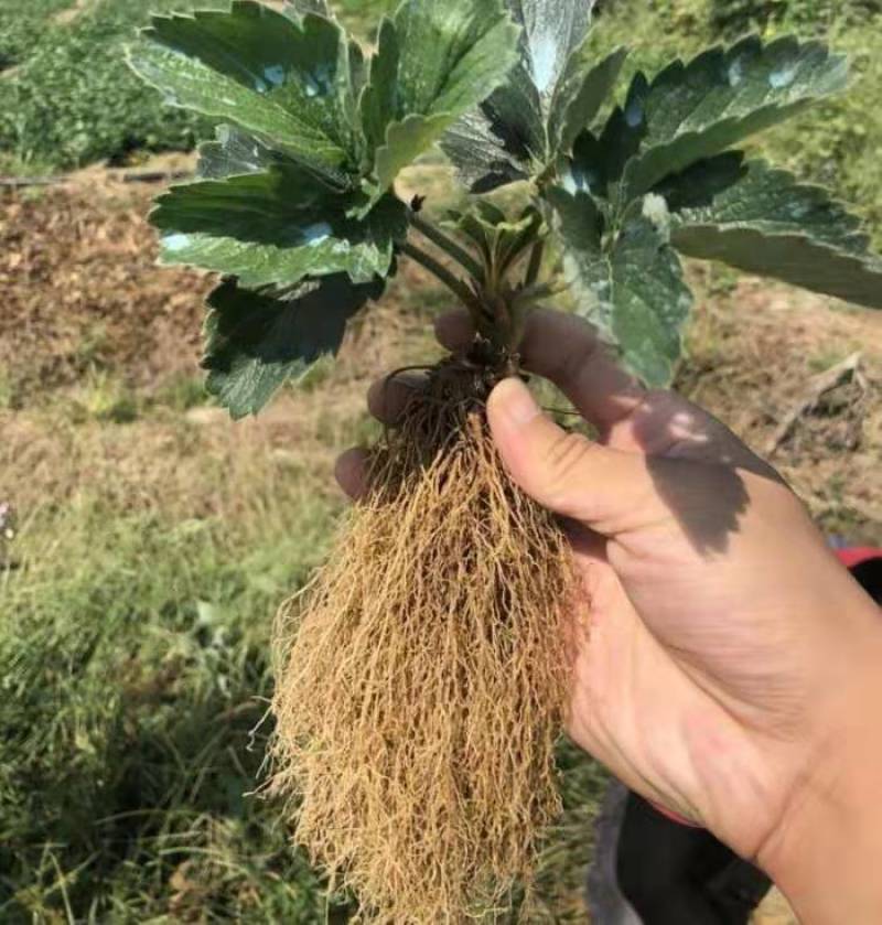 草莓苗基地甜宝草，妙香7号3号草莓苗,黔莓,香野现挖现发