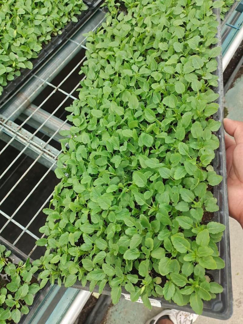 角瑾穴盘苗200穴盘