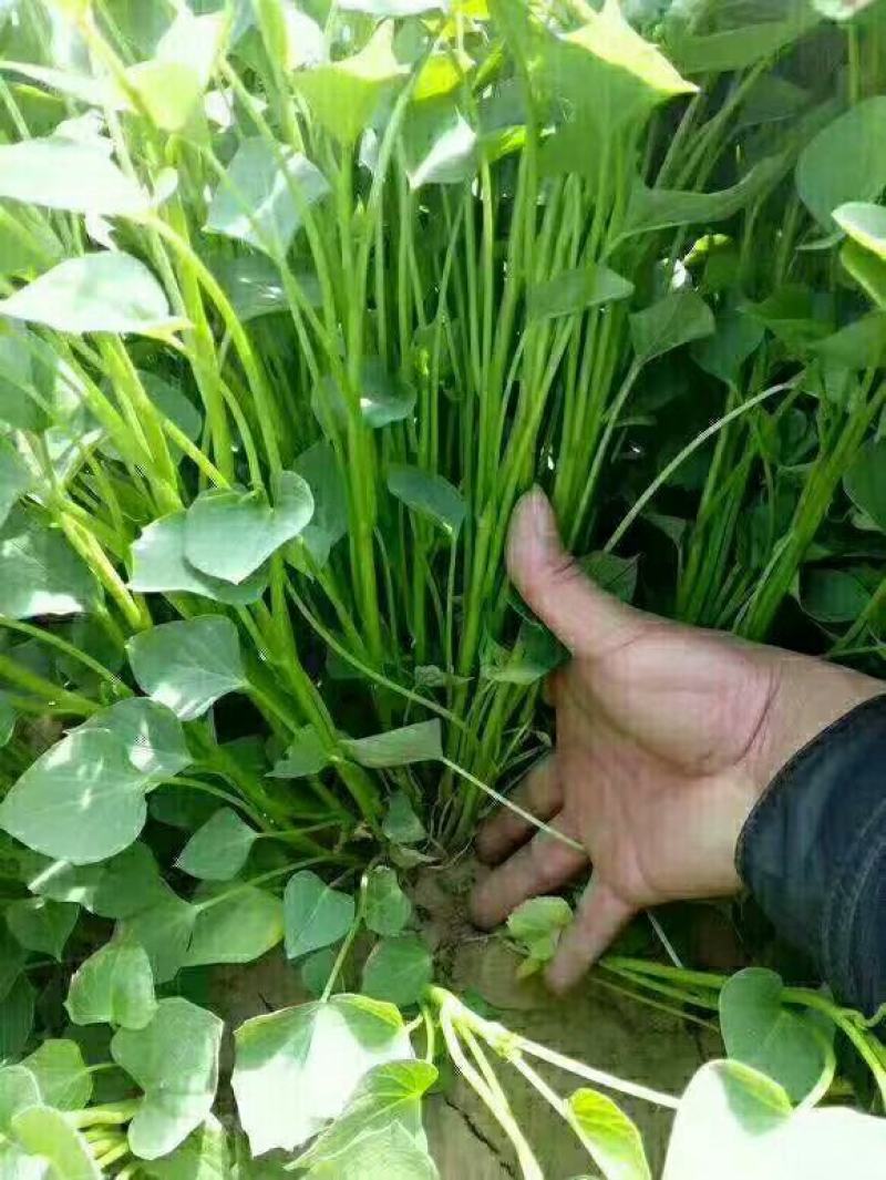 大田西瓜红，红薯苗，