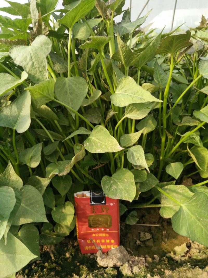 大田西瓜红，红薯苗，