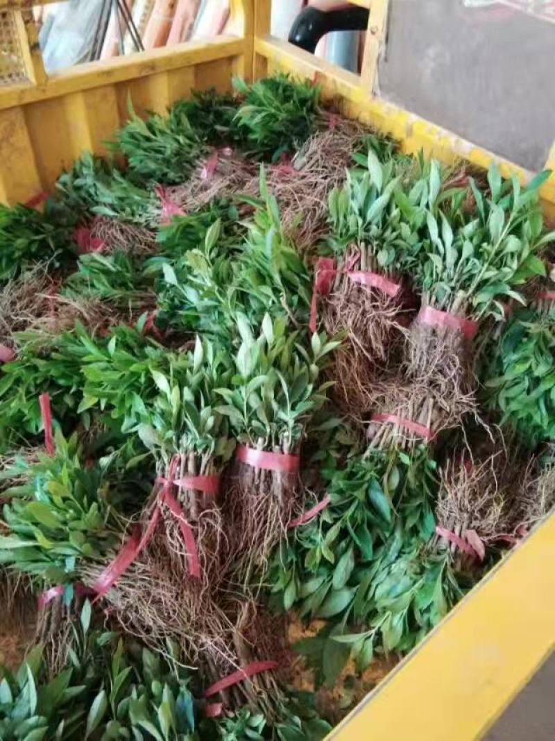 连翘树苗绿化苗苗园林绿化工程苗庭院观赏花卉盆栽黄老虎地栽