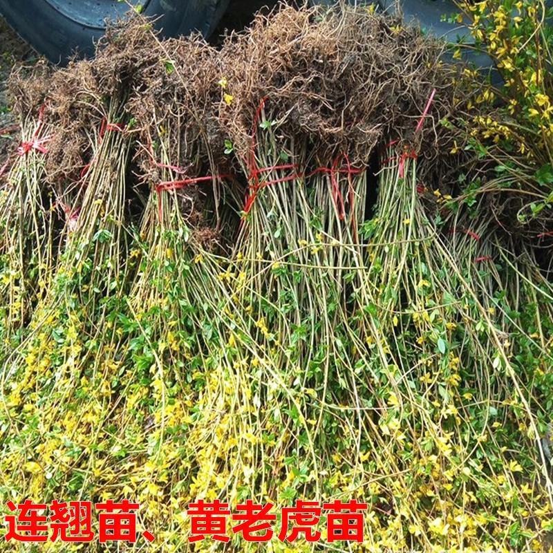 连翘树苗绿化苗苗园林绿化工程苗庭院观赏花卉盆栽黄老虎地栽