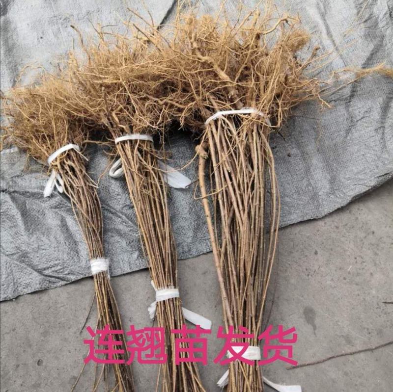 连翘树苗绿化苗苗园林绿化工程苗庭院观赏花卉盆栽黄老虎地栽