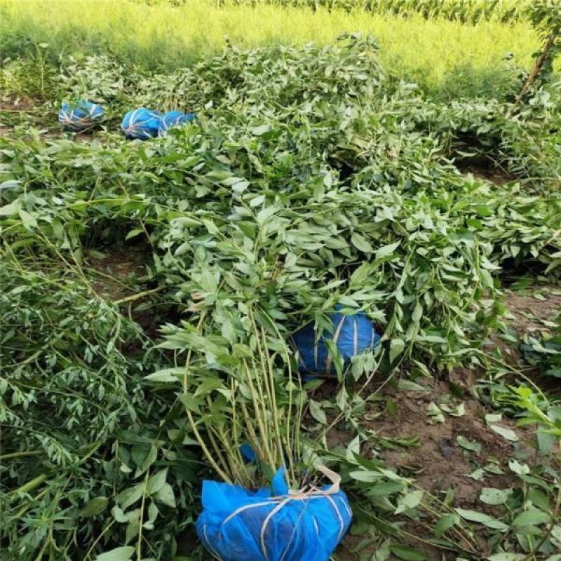 连翘树苗绿化苗苗园林绿化工程苗庭院观赏花卉盆栽黄老虎地栽