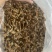 一手自己加工蛏子干通货优质货源稳定