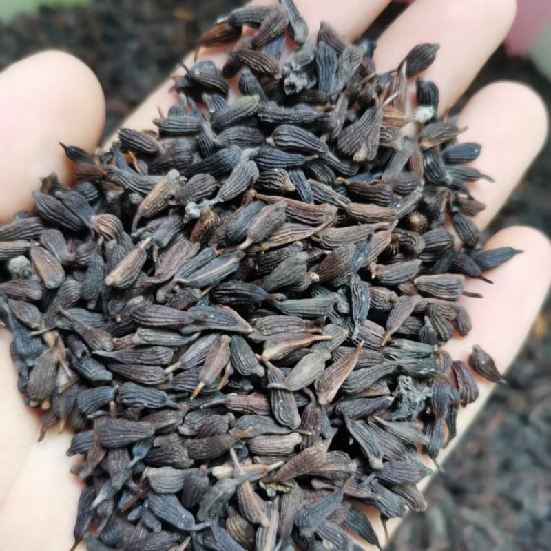 百部种子红花对叶大百部种子发芽率90%提供种植技术