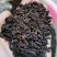 百部种子红花对叶大百部种子发芽率90%提供种植技术