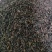 百部种子红花对叶大百部种子发芽率90%提供种植技术
