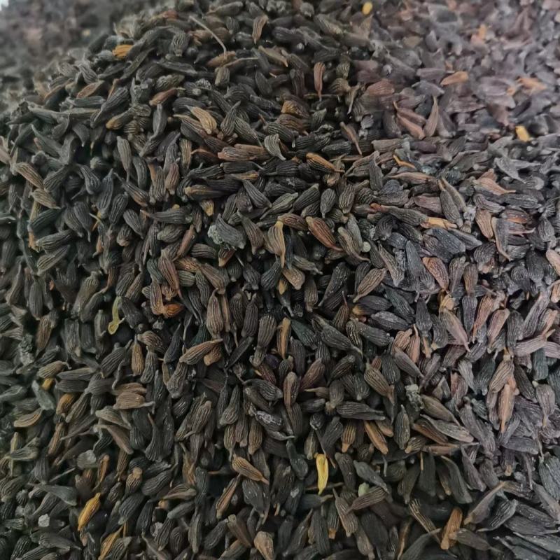 百部种子红花对叶大百部种子发芽率90%提供种植技术