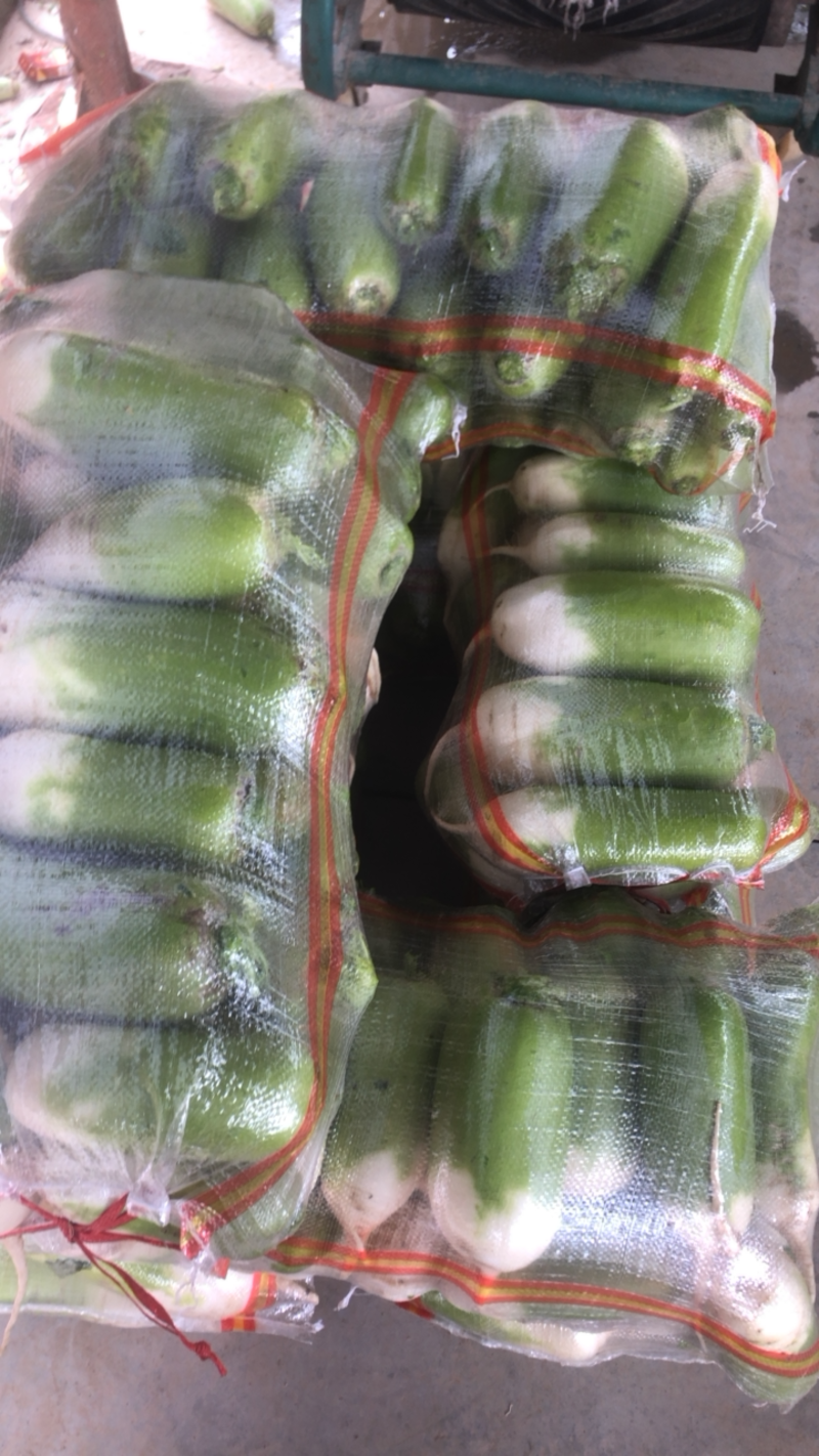 甘肃精品绿头萝卜高原夏菜产地直发可视频看货