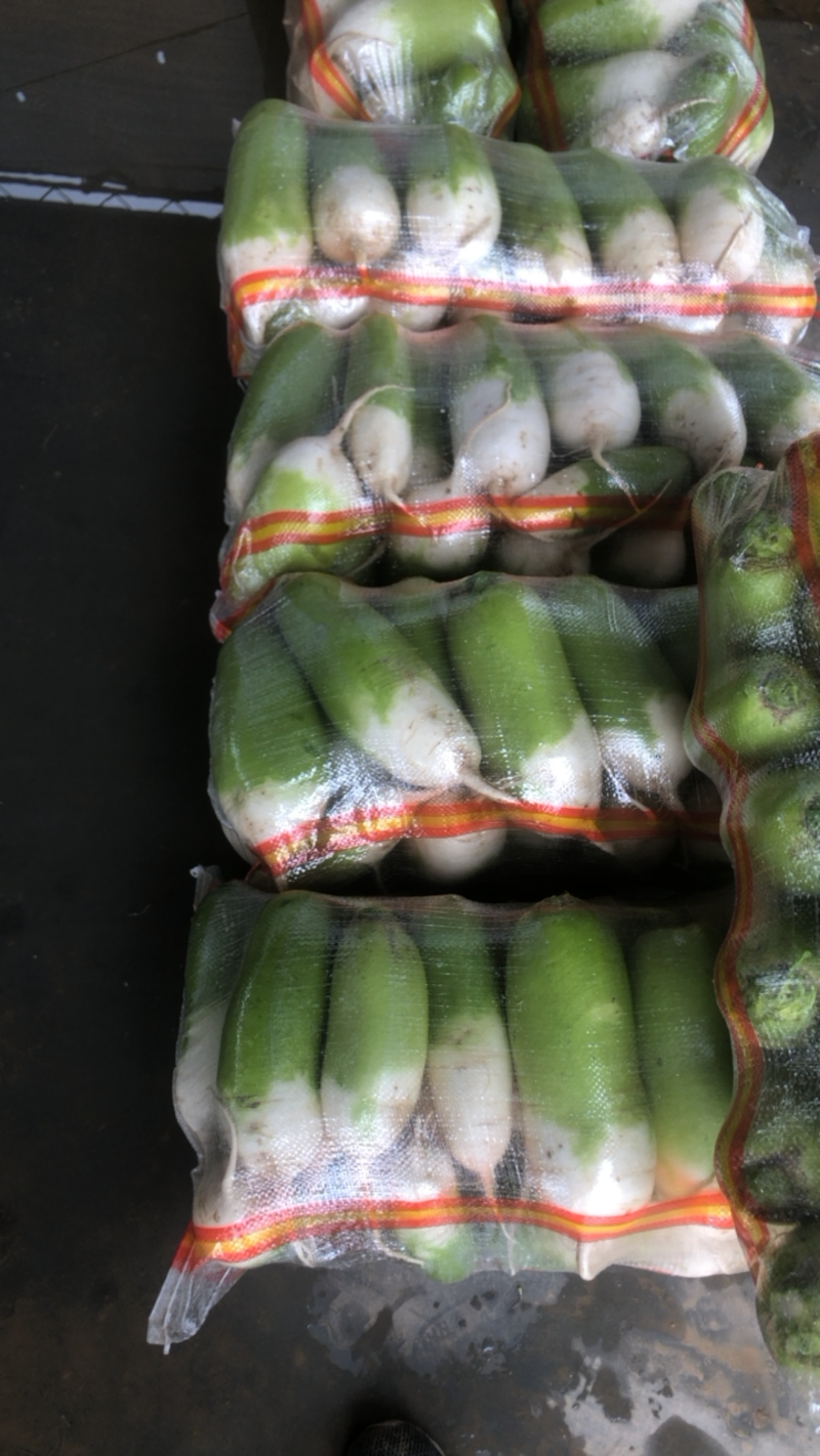甘肃精品绿头萝卜高原夏菜产地直发可视频看货