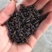 百部种子红花对叶大百部种子发芽率90%提供种植技术