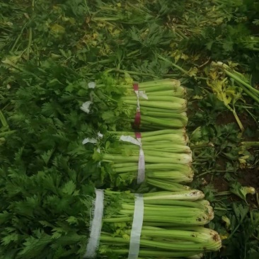 芹菜，精品西芹，需要老板联系，山西省朔州市山阴县