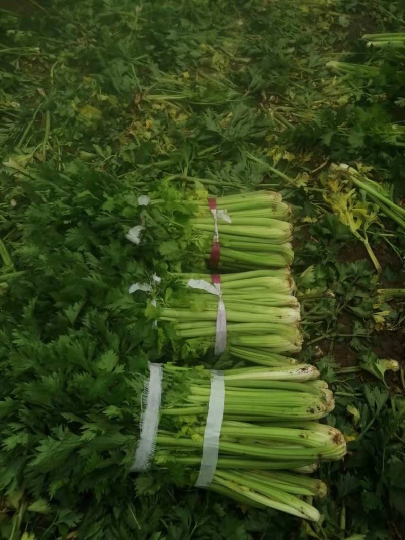 芹菜，精品西芹，需要老板联系，山西省朔州市山阴县
