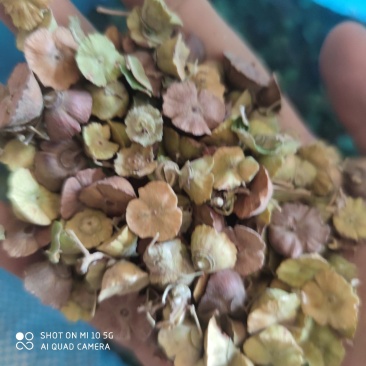 鸟不站，马甲子种子