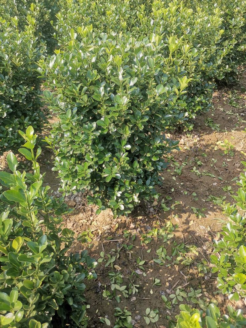 大叶黄杨球冬青球自产自销大量供应欢迎实地考察