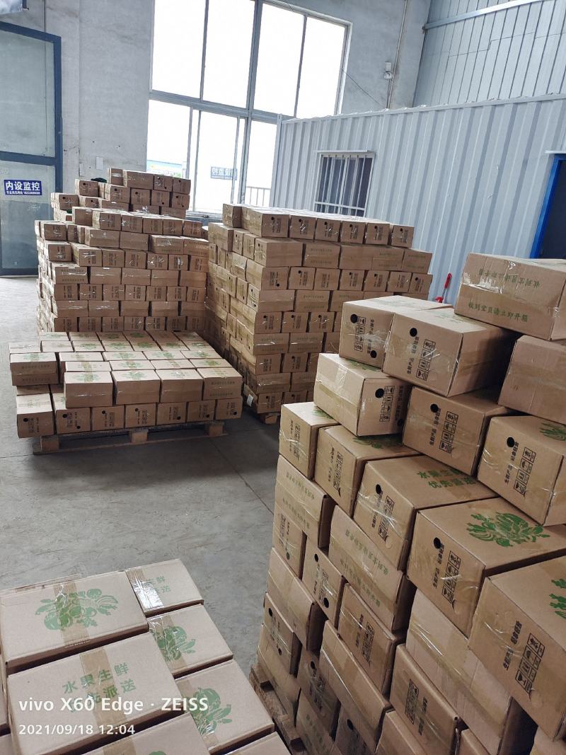 出售惠和优质爆粉贝贝南瓜，产地供应，批发价格