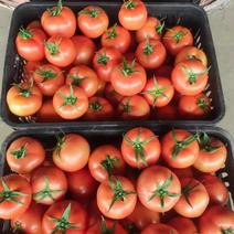 云南红河大红西红柿番茄大量上市中需要的老板请我