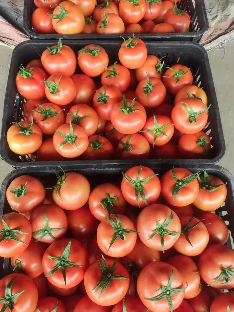 云南红河大红西红柿番茄大量上市中需要的老板请联系我