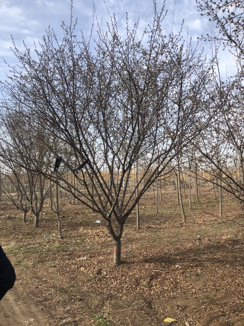 海棠精品海棠产地直发可视频看货欢迎咨询