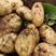 大量出售贵州威宁，威五，青薯，云薯104，威宇3号土豆。