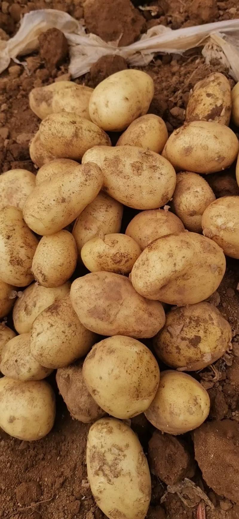 大量出售贵州威宁，威五，青薯，云薯104，威宇3号土豆。