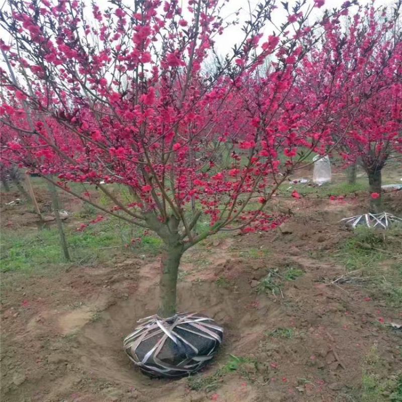 梅花树苗原生红梅树苗高杆骨里红梅花美化庭院阳台盆景花卉地