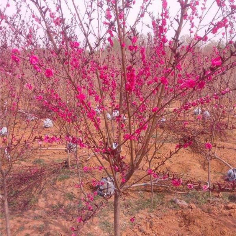 梅花树苗原生红梅树苗高杆骨里红梅花美化庭院阳台盆景花卉地