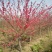 梅花树苗原生红梅树苗高杆骨里红梅花美化庭院阳台盆景花卉地