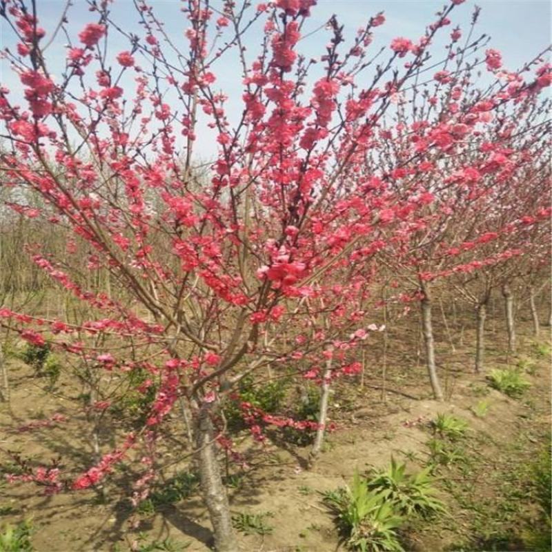 梅花树苗原生红梅树苗高杆骨里红梅花美化庭院阳台盆景花卉地