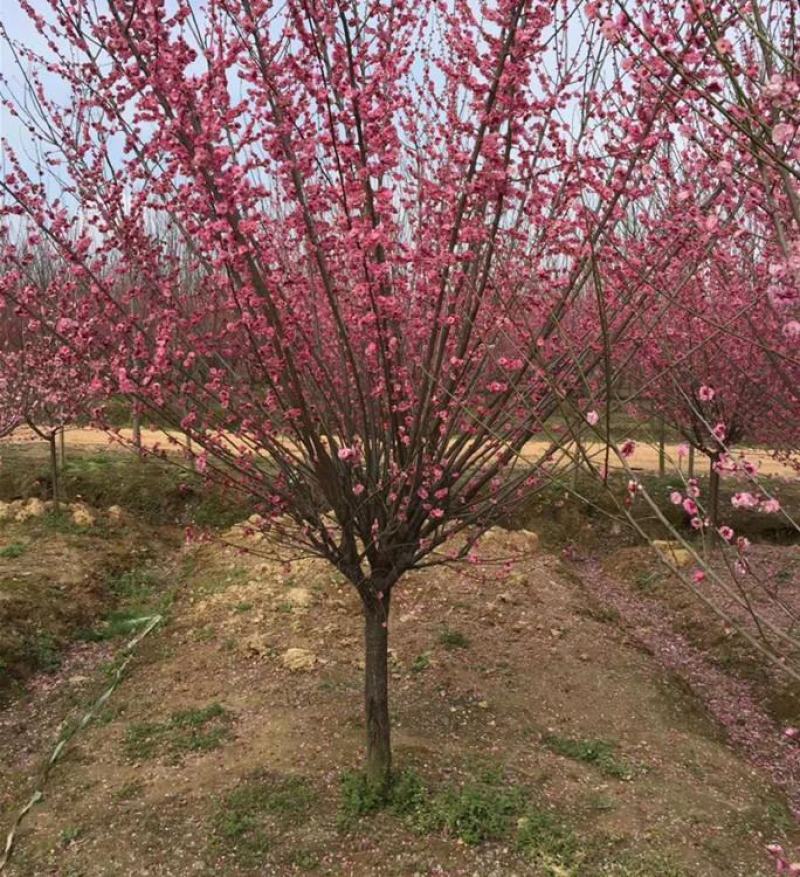 梅花树苗原生红梅树苗高杆骨里红梅花美化庭院阳台盆景花卉地
