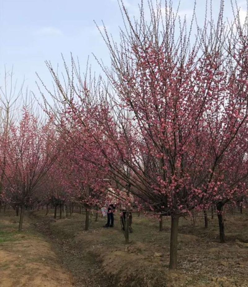 梅花树苗原生红梅树苗高杆骨里红梅花美化庭院阳台盆景花卉地