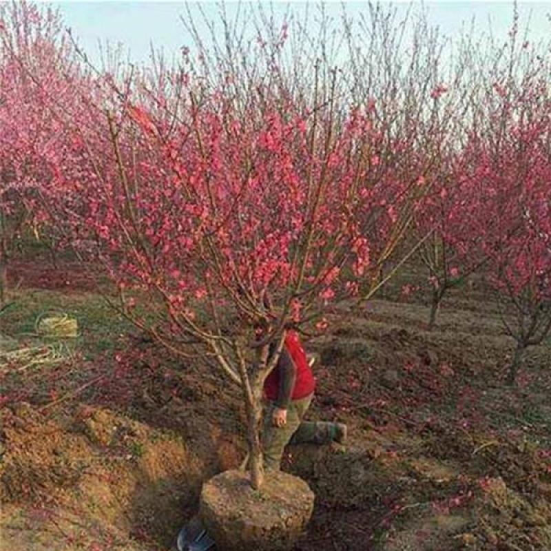 梅花树苗原生红梅树苗高杆骨里红梅花美化庭院阳台盆景花卉地