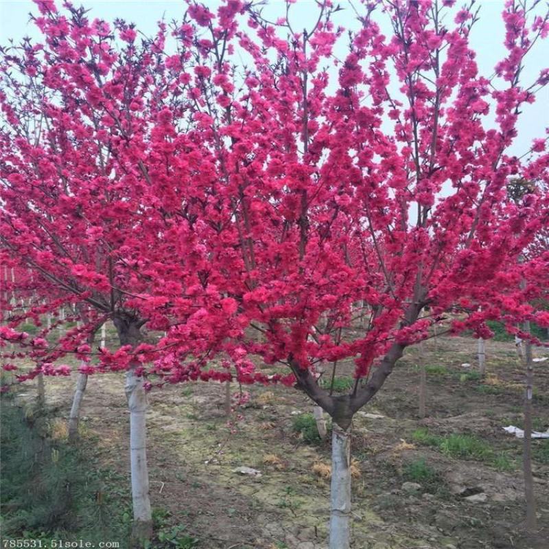 梅花树苗原生红梅树苗高杆骨里红梅花美化庭院阳台盆景花卉地