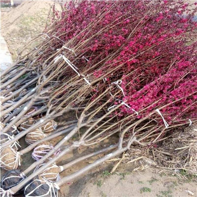 梅花树苗原生红梅树苗高杆骨里红梅花美化庭院阳台盆景花卉地