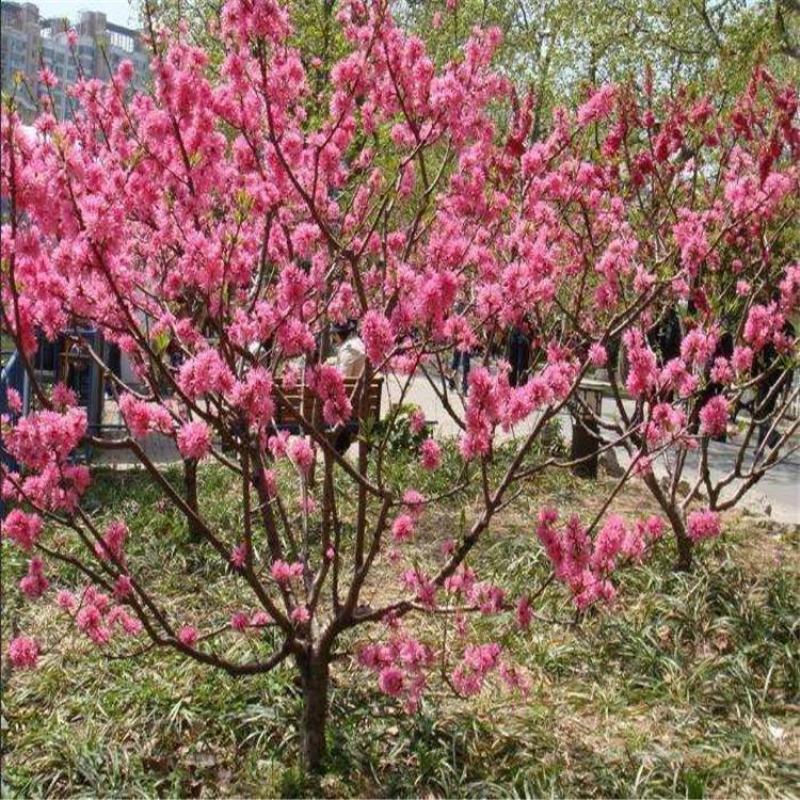 梅花树苗原生红梅树苗高杆骨里红梅花美化庭院阳台盆景花卉地